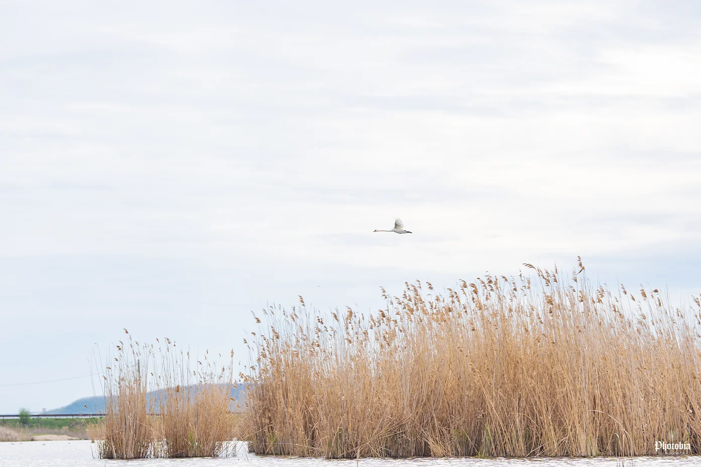 Tură de Caiac pe Comana
